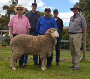 Top priced ram at 2016 on property auction, sold for $10,000 to Victor and Harry Stonnill, "Cocketgedong"auction sold to