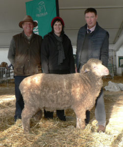 B-13014 bendigo sold privately to the Brady family, "Stavely Park" Vic for $10,000 at Bendigo Sheep Show in 2014