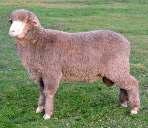 For Sale - Hamilton: L15099 out of the special syndicate. A well nourised quality medium wool ram with a well put together frame. An exceptionally productive supple skin. A well balanced sire