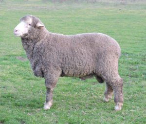 For Sale - Hamilton: LB15002 is ET bred out of a One Oak No 2 ewe. This ram has outstanding quality wool and a constitution that will handle any environment.