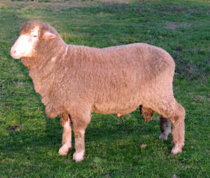 For Sale - Hamilton: LB15027 is bred from our fine syndicate. This ram is a unique stud sire with heavy fine quality wool and a constitution to increase production of wool and meat. A robust, deep and square bodied sire, that fattens easily.