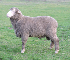 LB15002 is ET bred out of a One Oak No 2 ewe. This ram has outstanding quality wool and a constitution that will handle any environment.