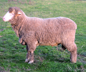 For Sale Hamilton - LB15010 is out of our fine syndicare. He has a constitution, structure and wool quality to breed dual purpose, fine wool sheep, which will thrive in high rainfall and cold conditions.