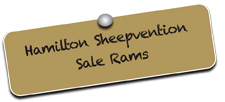 sheepvention sale rams