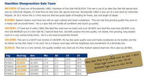 hamilton sheepvention 2017 sale team